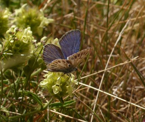 Réf. 190 029 : Polyommatus sp.